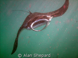 A great manta in Hanauma Bay, Oahu. by Alan Shepard 